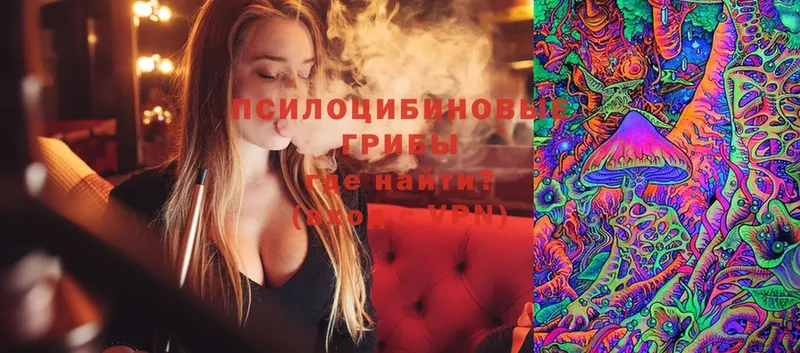 Псилоцибиновые грибы Psilocybe Бежецк